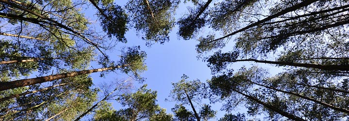 Big Data forestal